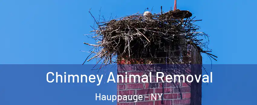Chimney Animal Removal Hauppauge - NY