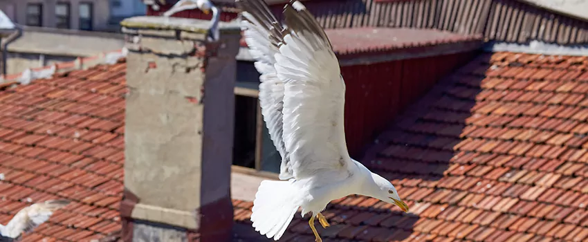 Residential Chimney Animal Removal Solution in Hauppauge, NY