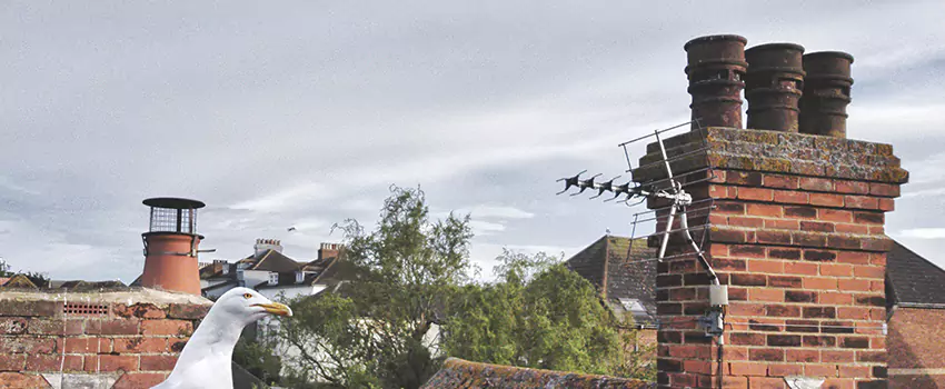 Chimney Cleaning And Restoration in Hauppauge, New York